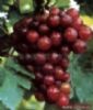 Grape Seed  Extract